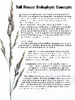 (PDF) Tall Fescue Endophyte Concepts - forages.ca.uky.edutoxicity is ...